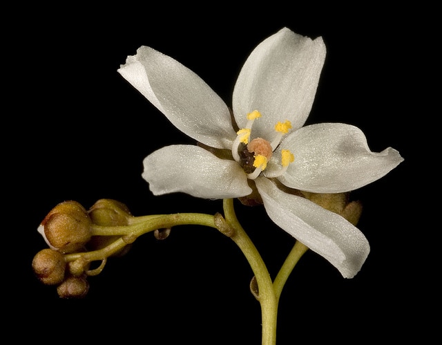 Drosera gigantea (Drosera gigantea)