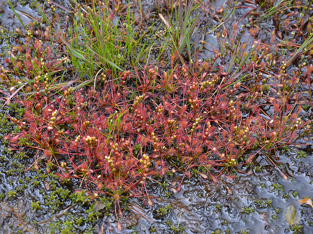 Droséra intermédiaire (Drosera intermedia)