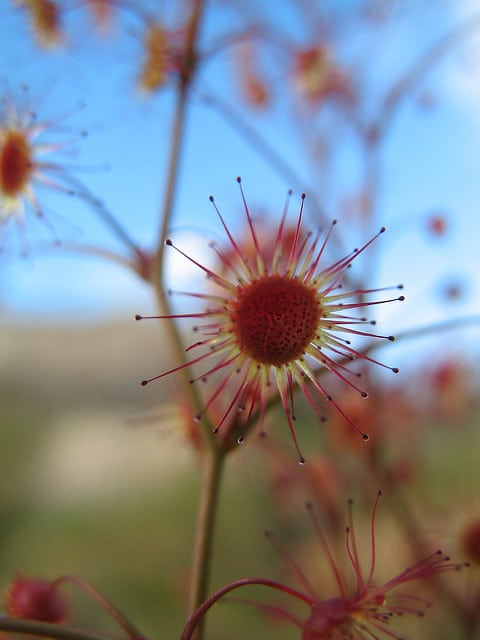 Drosera menziesii