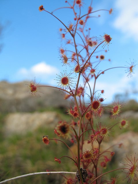 Drosera menziesii
