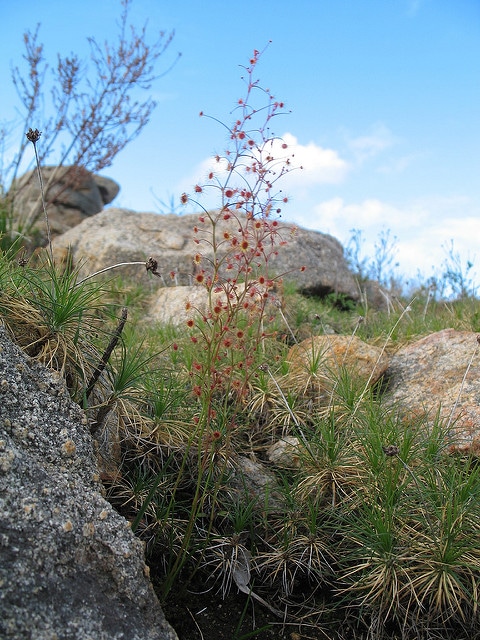 Drosera menziesii