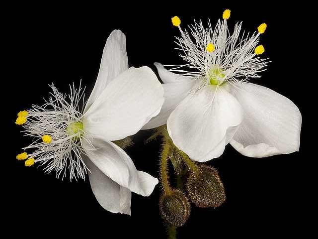 Drosera menziesii