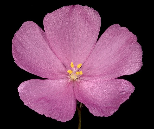 Drosera menziesii