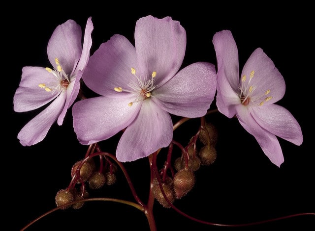 Drosera menziesii (Drosera menziesii)