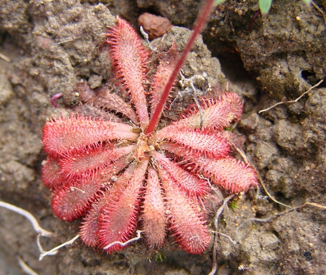 Droséra (Drosera montana)