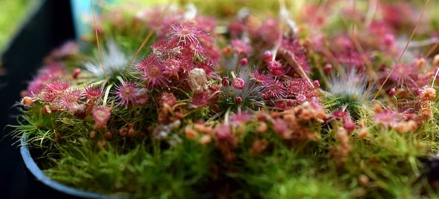Drosera occidentalis (Drosera occidentalis)
