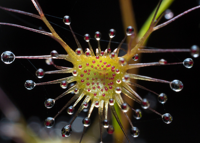 Drosera peltata