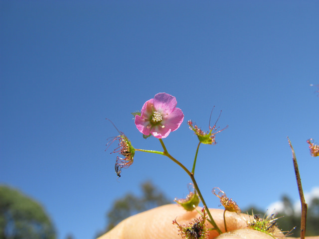 Drosera peltata