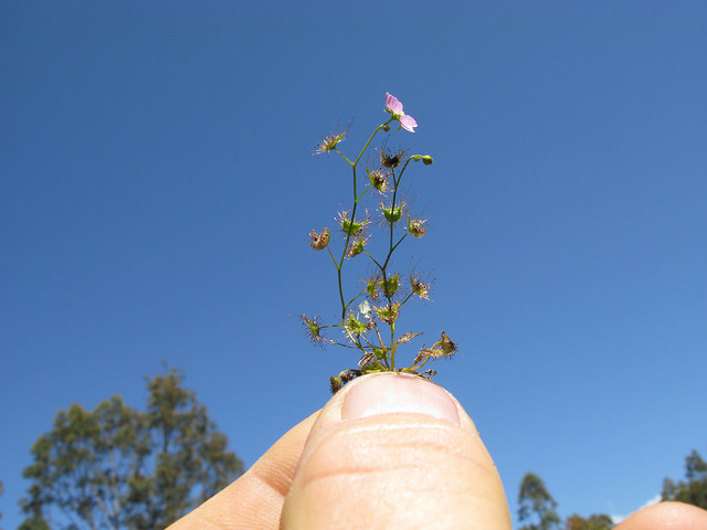 Drosera peltata