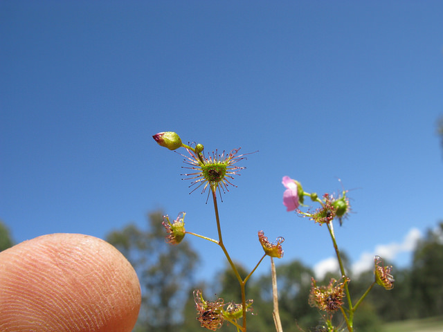 Drosera peltata