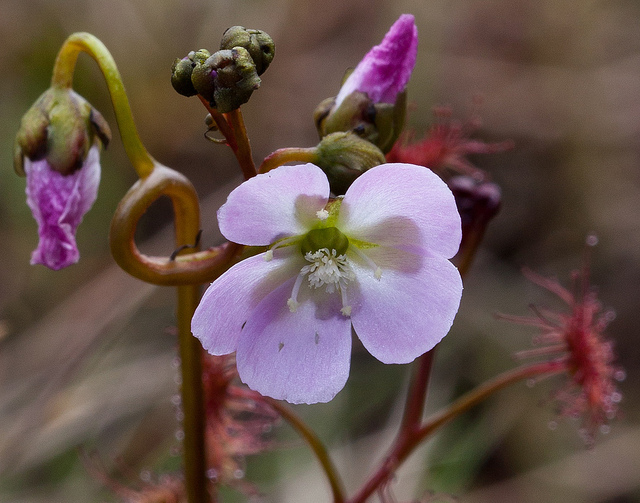 Drosera peltata (Drosera peltata)