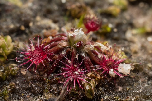 Drosera pygmaea