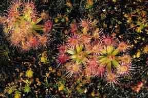 Drosera pygmaea