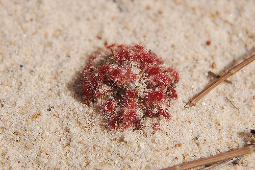 Drosera pygmaea