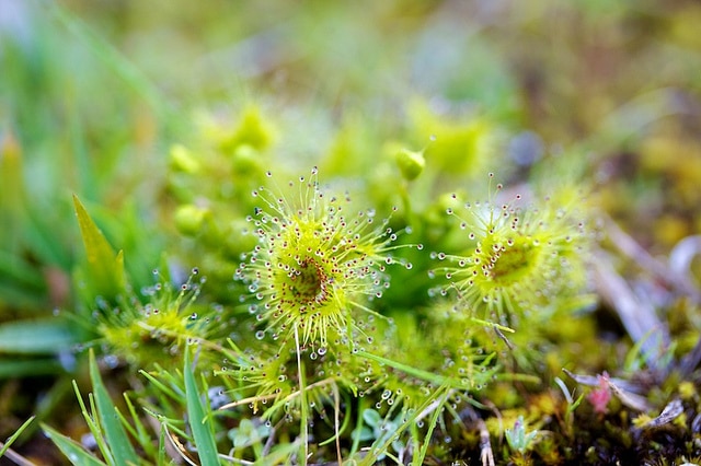 Drosera pygmaea