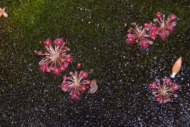 Drosera pygmaea