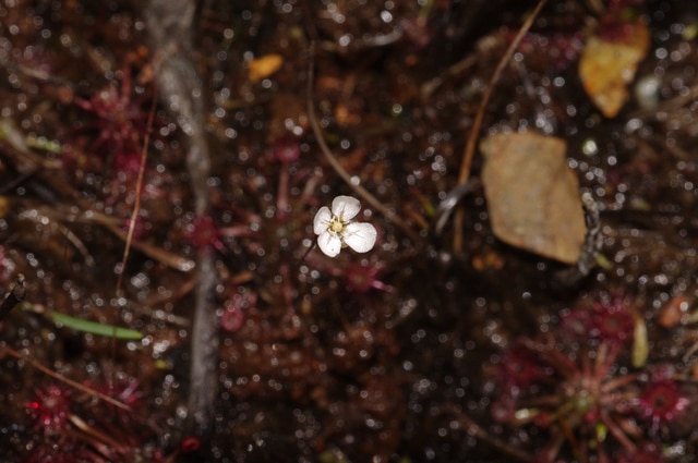 Drosera pygmaea (Drosera pygmaea)