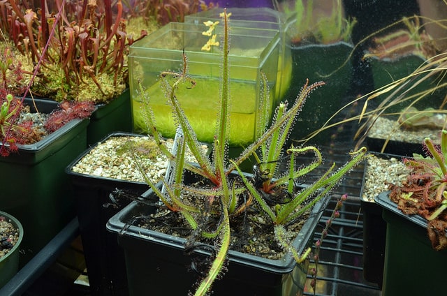 Rossolis royal (Drosera regia)