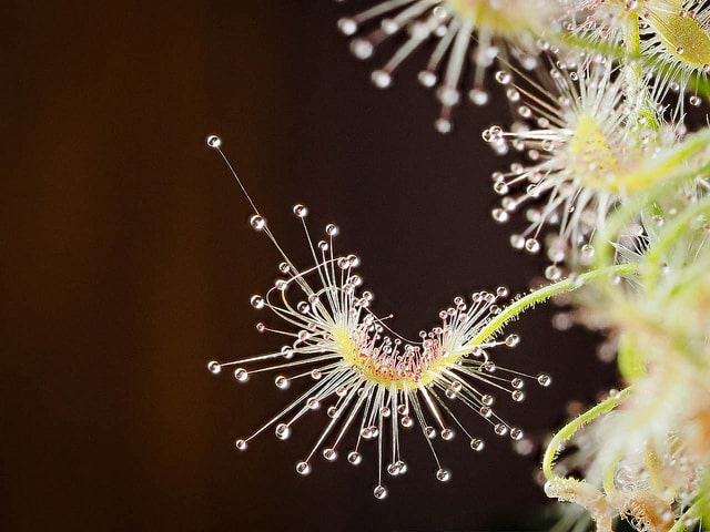 Drosera scorpioides
