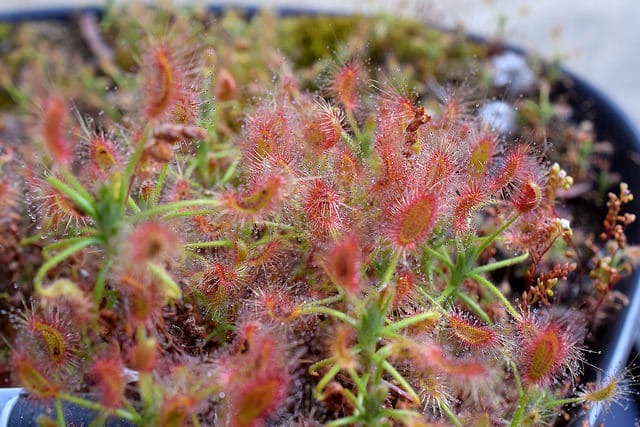 Drosera scorpioides