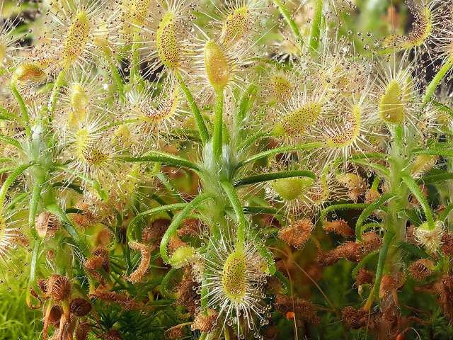 Drosera scorpioides