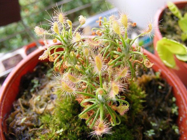 Drosera scorpioides