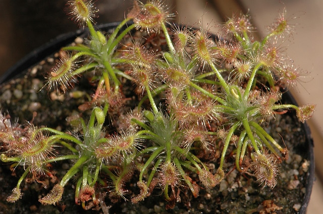 Drosera scorpioides