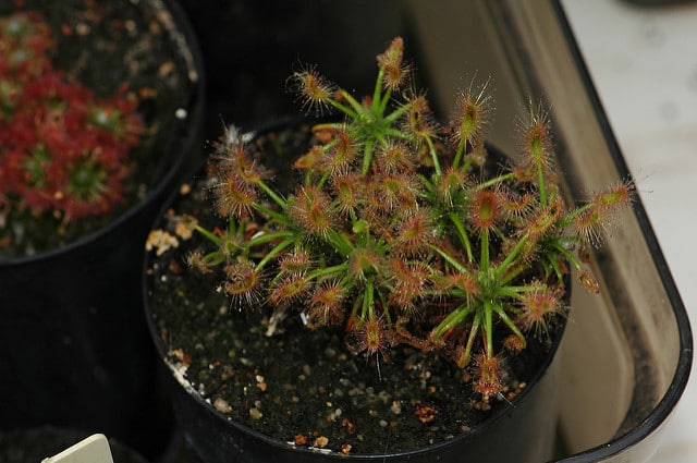 Drosera scorpioides (Drosera scorpioides)