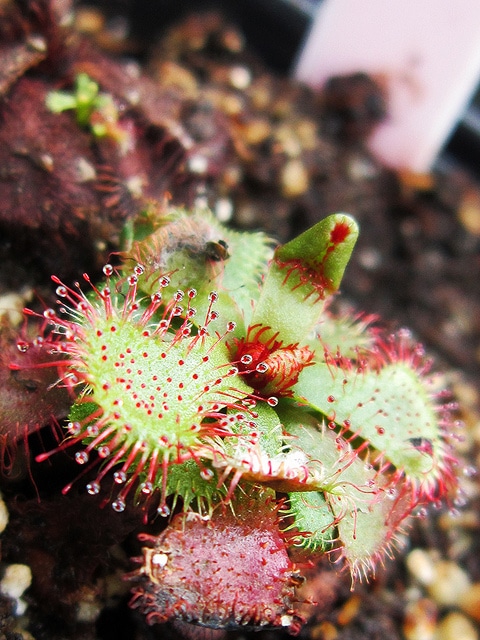 Drosera slackii (Drosera slackii)