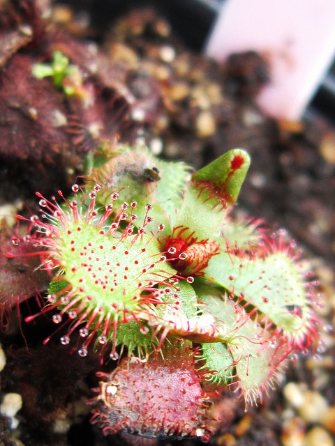 Drosera slackii
