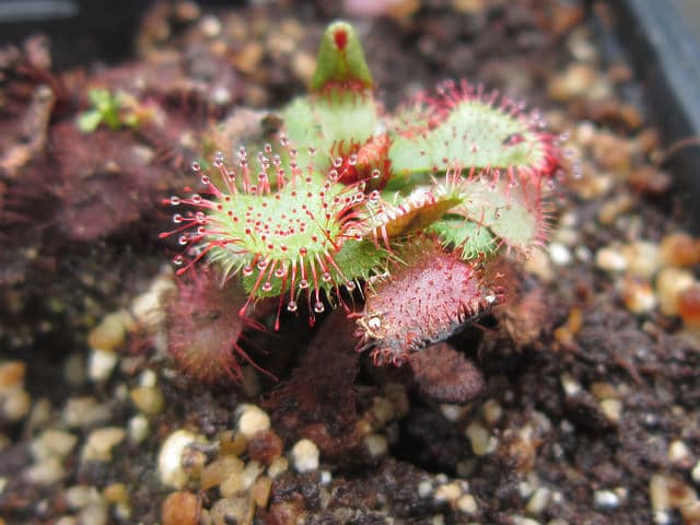 Drosera slackii