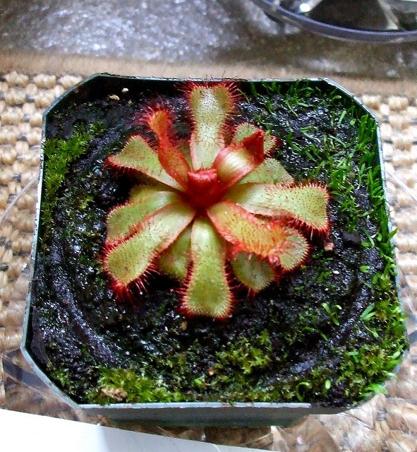 Drosera slackii