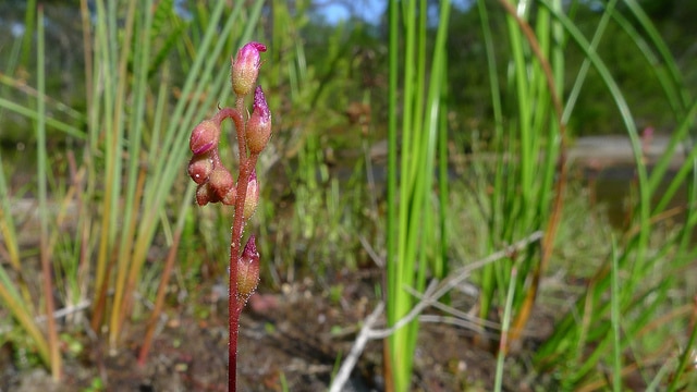 Drosera spatulata