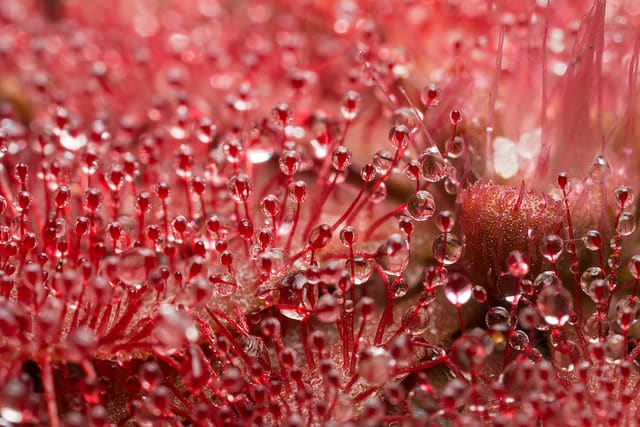 Drosera spatulata
