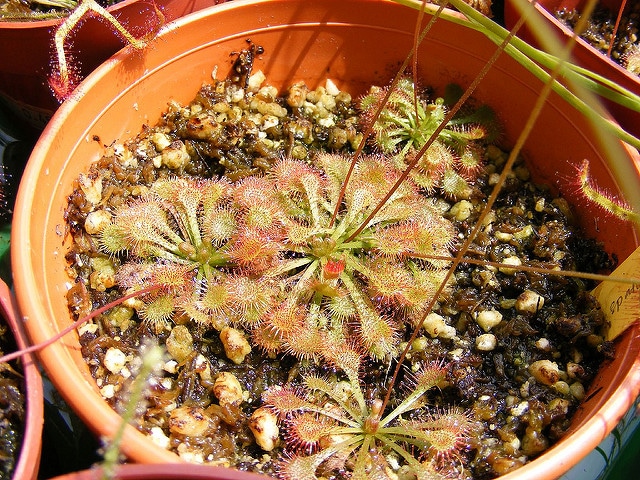 Drosera spatulata