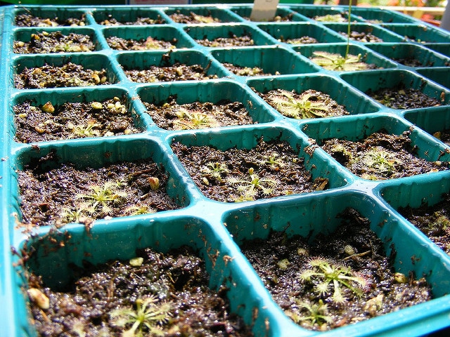 Drosera spatulata