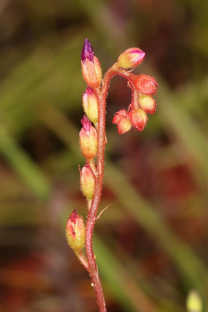 Drosera spatulata
