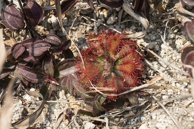Drosera spatulata (Drosera spatulata)