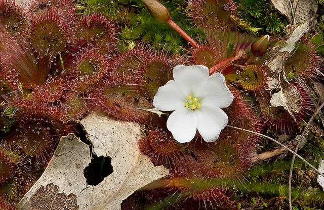Drosera whittakeri (Drosera whittakeri)