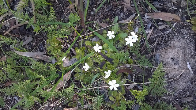 Drosera whittakeri