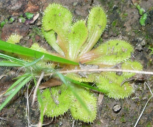 Drosera whittakeri