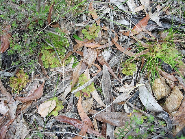 Drosera whittakeri