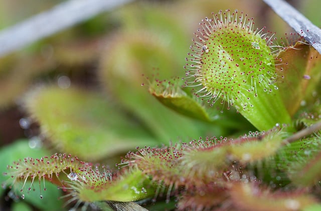 Drosera whittakeri
