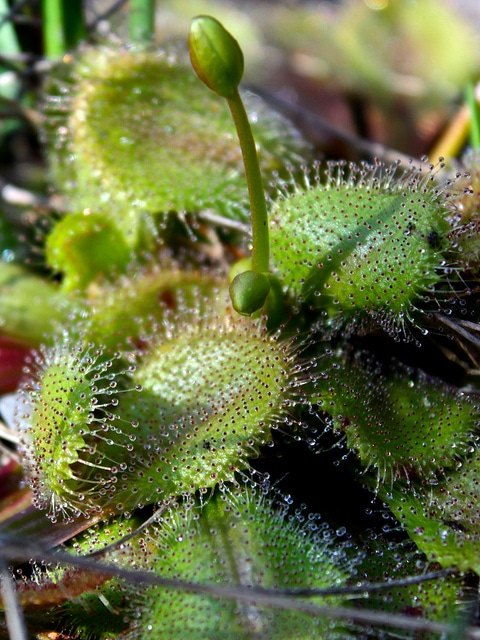Drosera whittakeri