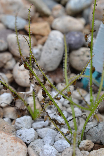 Drosophyllum lusitanicum