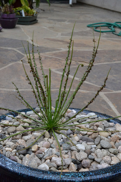 Drosophyllum lusitanicum