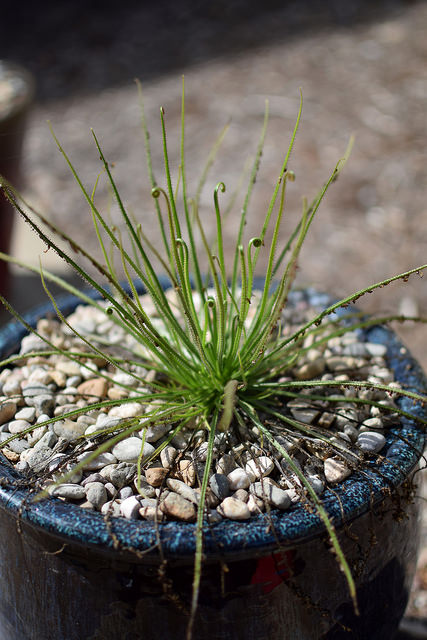 Drosophyllum lusitanicum