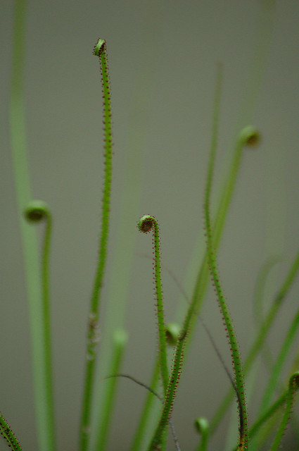 Drosophyllum lusitanicum