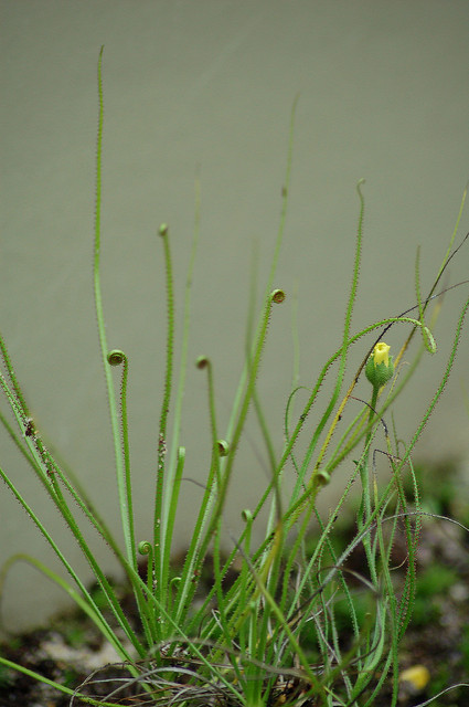 Drosophyllum lusitanicum