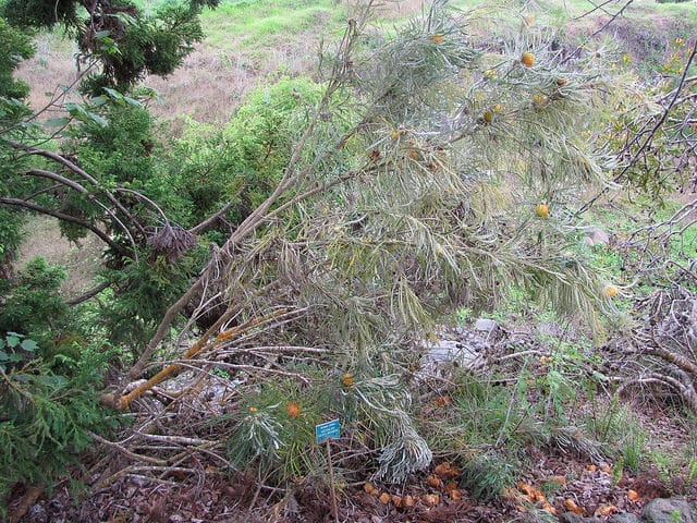 Telopea truncata
